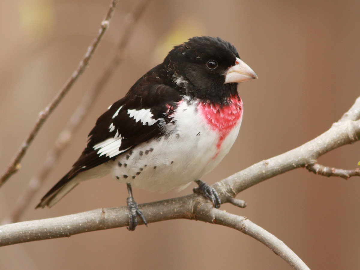 Rose-breasted Grosbeak - ML618301904