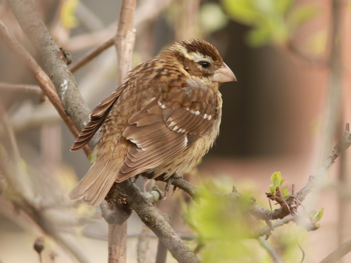 Rose-breasted Grosbeak - ML618301917