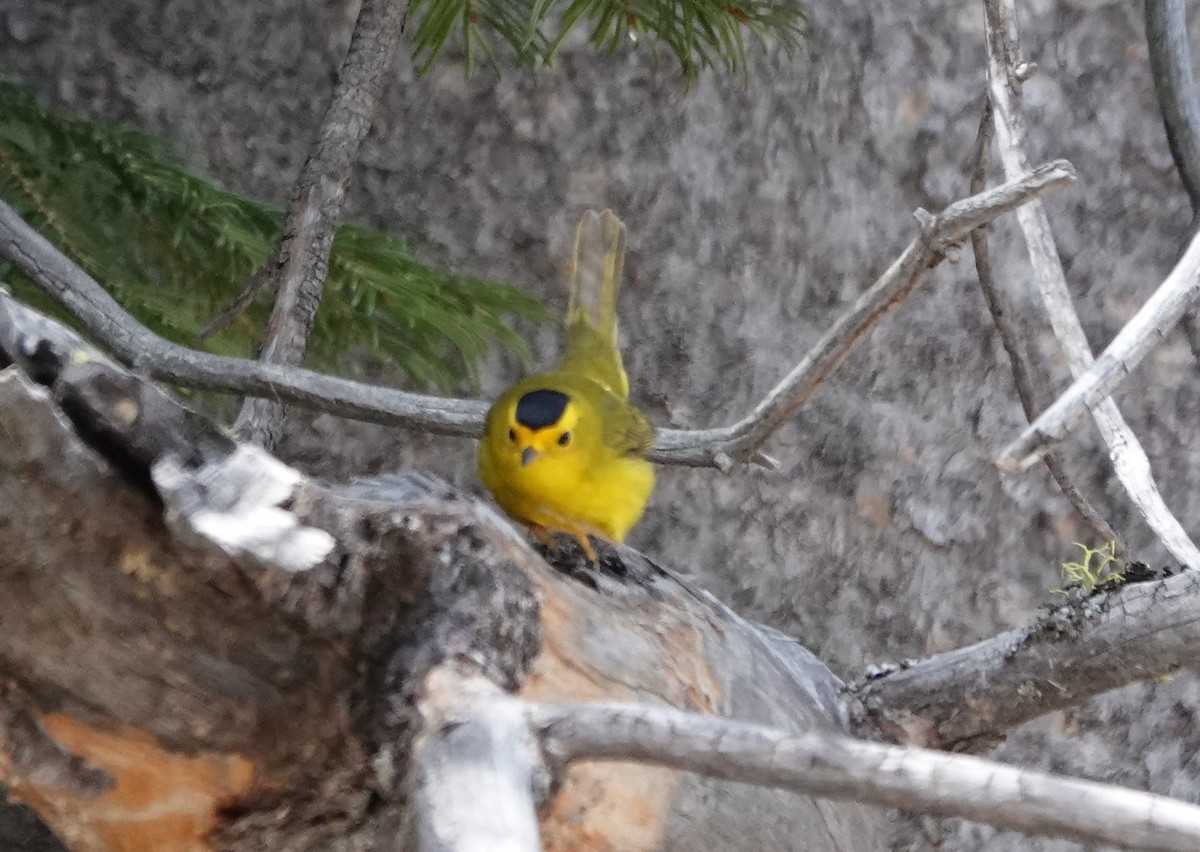 Wilson's Warbler - Matthew Hunter