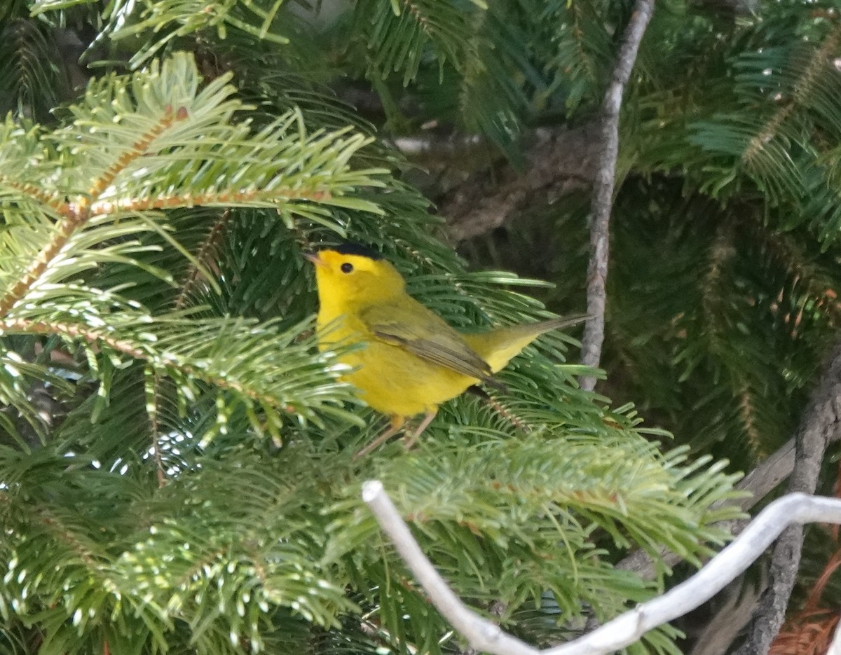 Wilson's Warbler - ML618301924