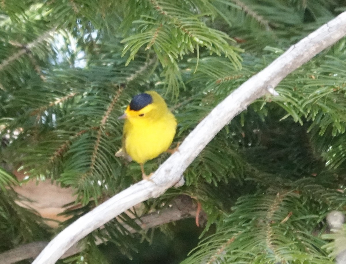 Wilson's Warbler - ML618301925