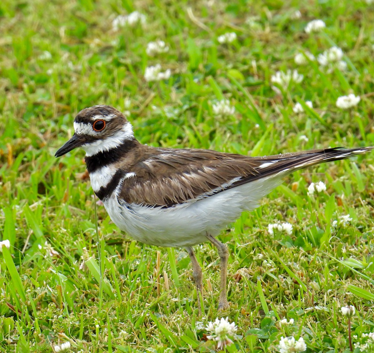 Killdeer - ML618301942