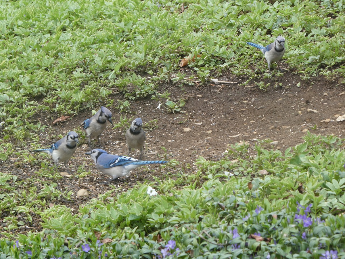 Chara Azul - ML618301954