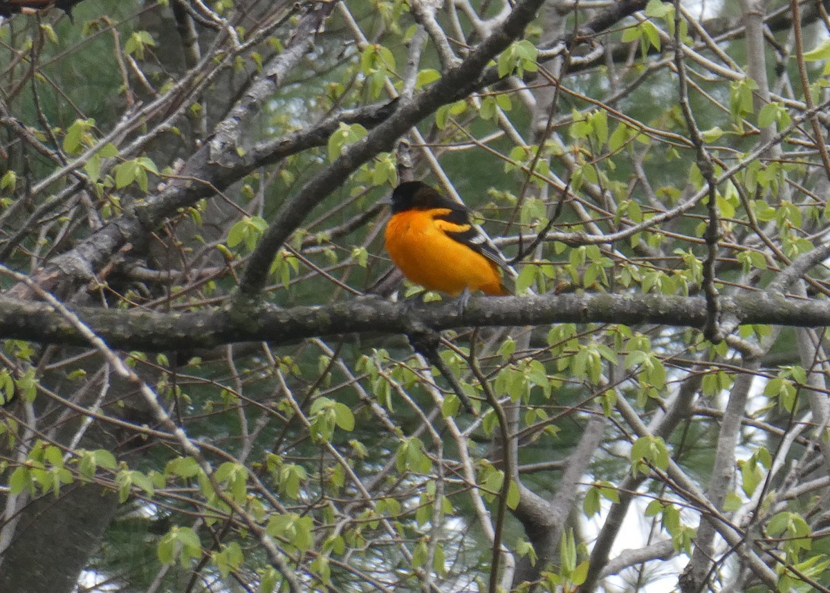 Baltimore Oriole - ML618301976