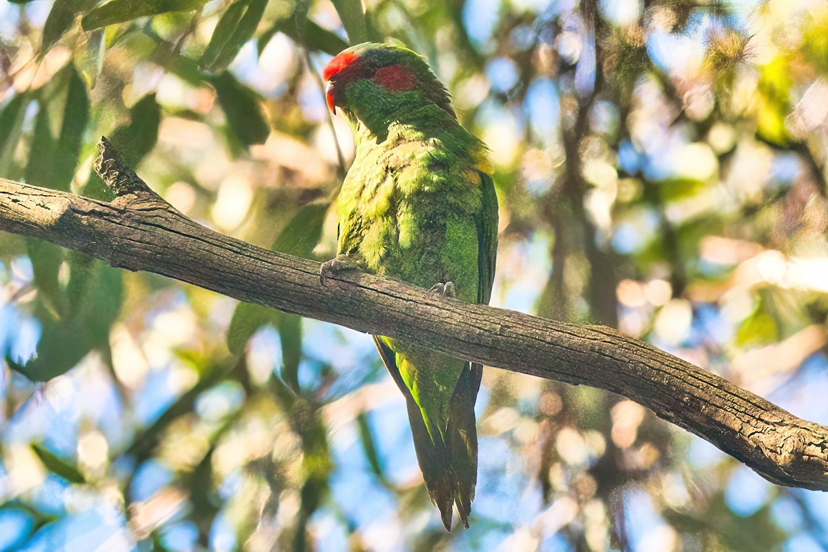 Musk Lorikeet - ML618302005