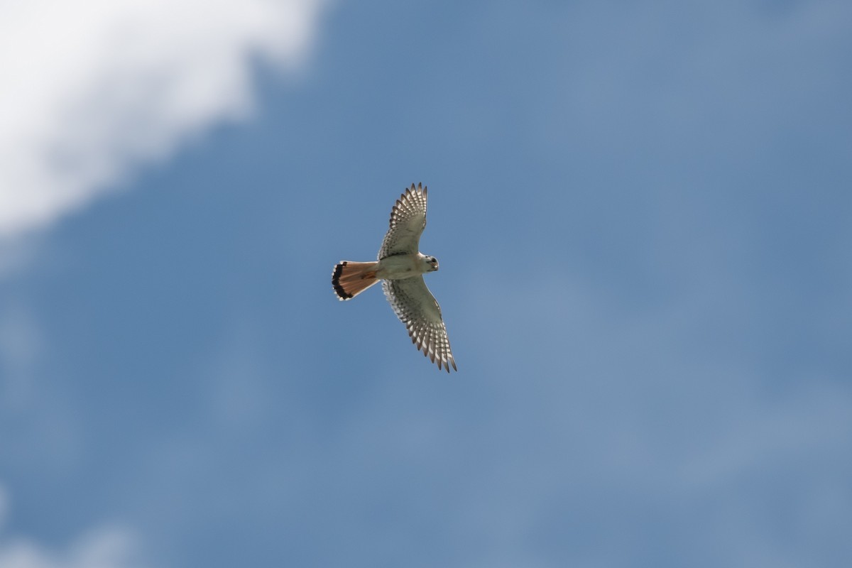 アメリカチョウゲンボウ（dominicensis） - ML618302047