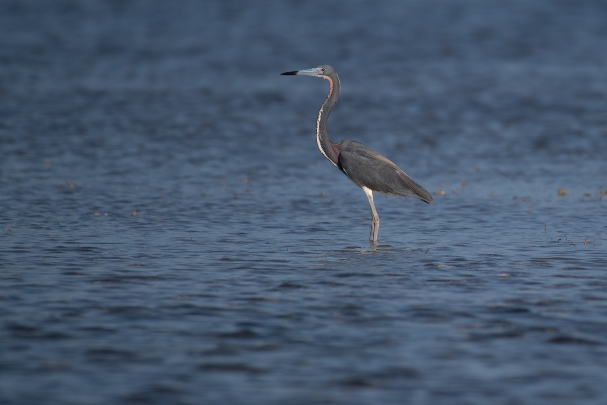 Tricolored Heron - Niels Geelen