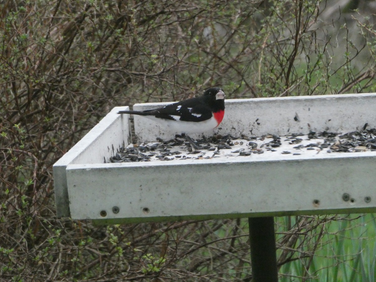 Rose-breasted Grosbeak - Ruth Stewart