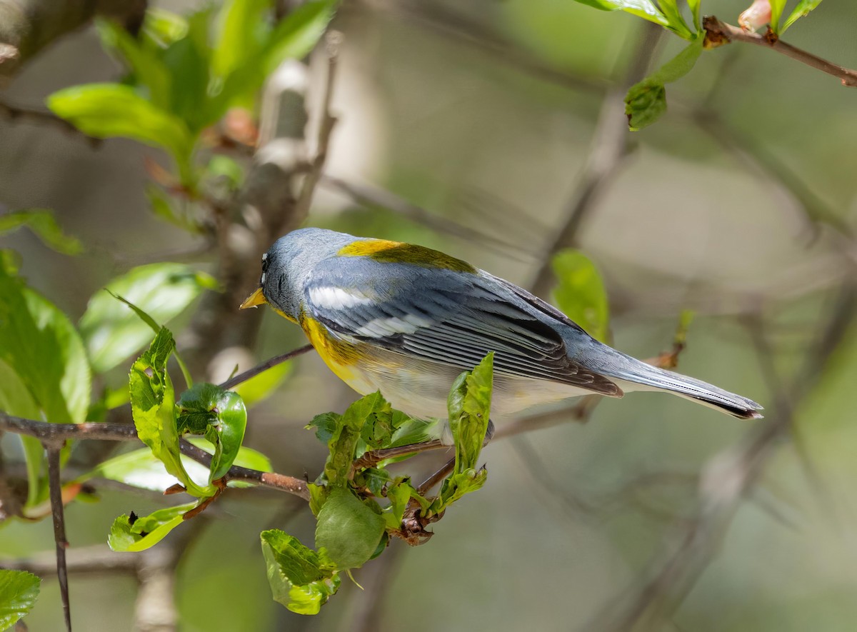 Northern Parula - Robert Bochenek