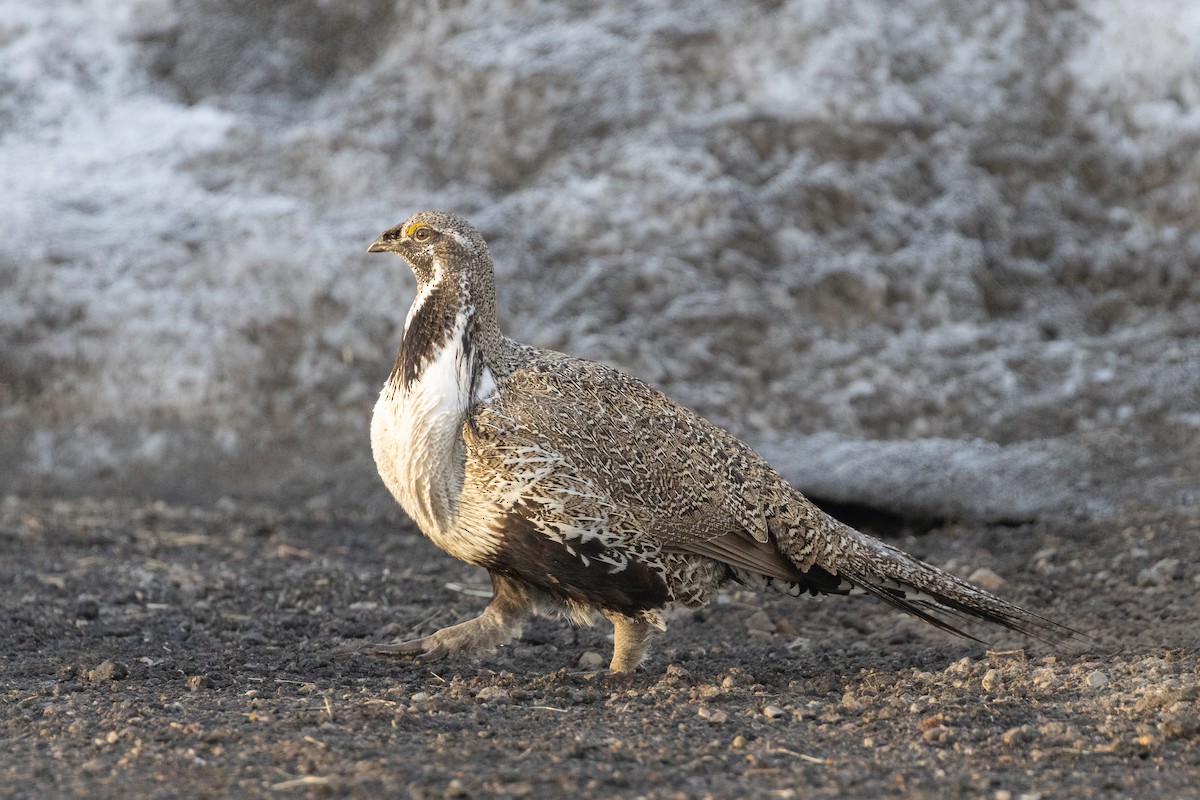 Greater Sage-Grouse - Evan Buck