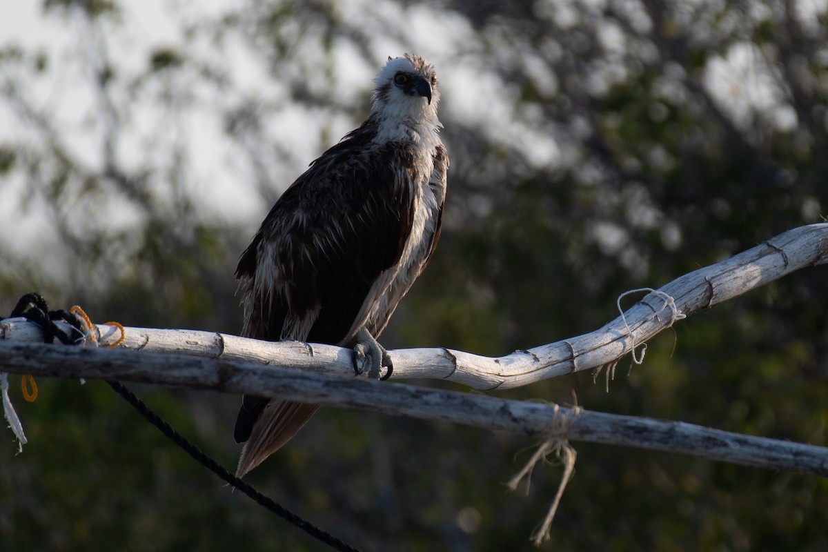 Águila Pescadora (ridgwayi) - ML618302183