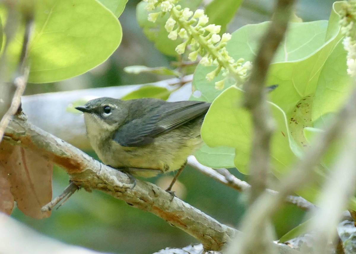 Black-throated Blue Warbler - Kitty ONeil