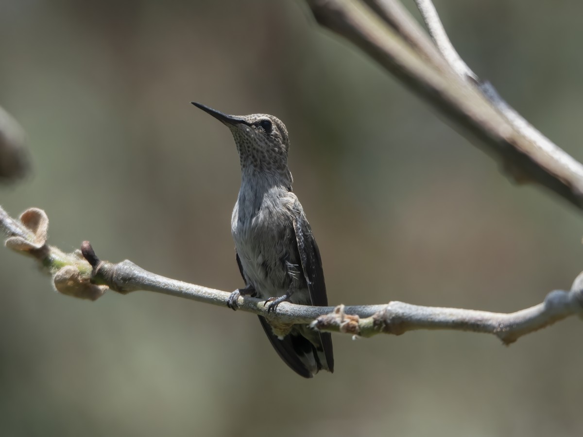 rødmaskekolibri - ML618302206