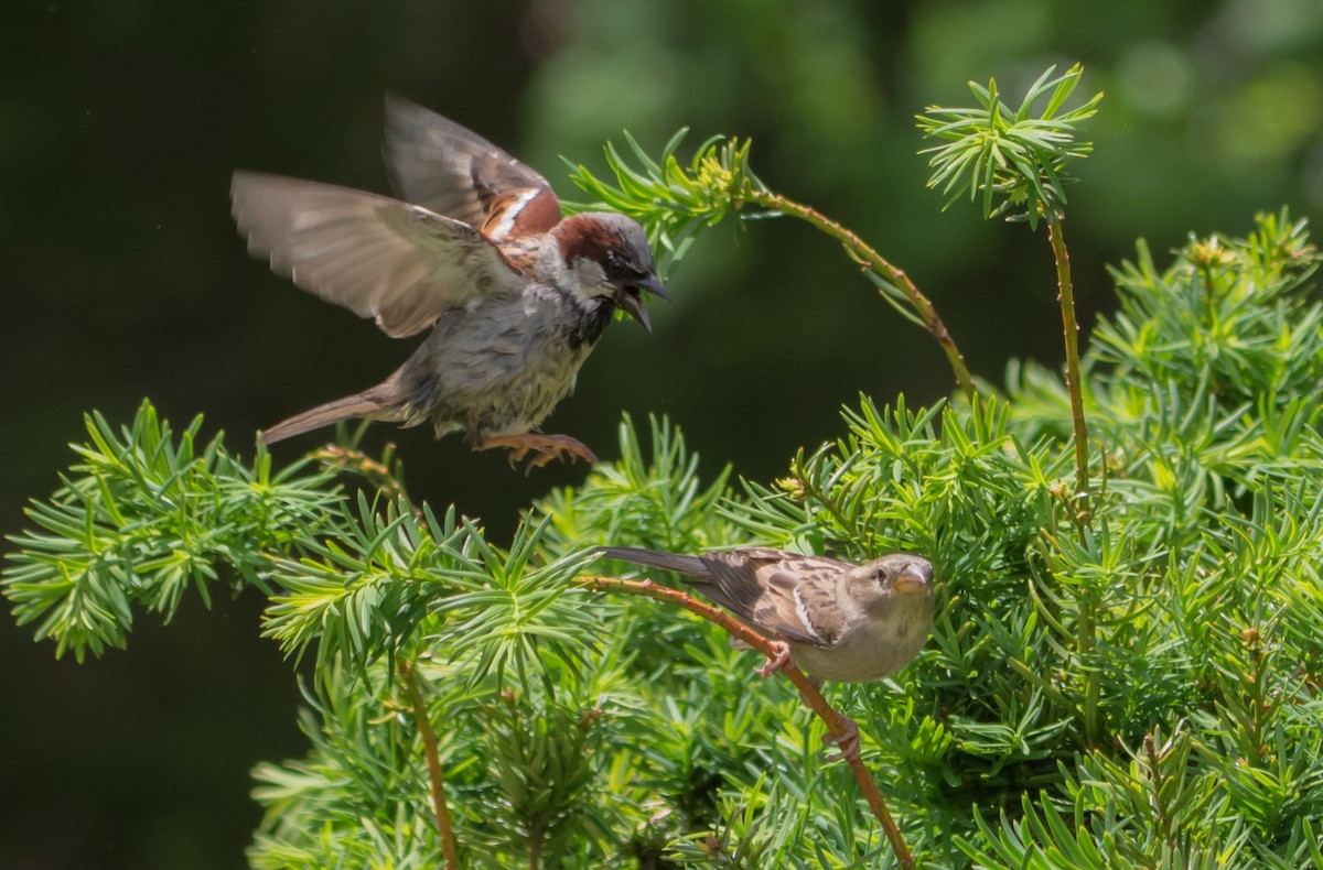 House Sparrow - Jack and Shirley Foreman