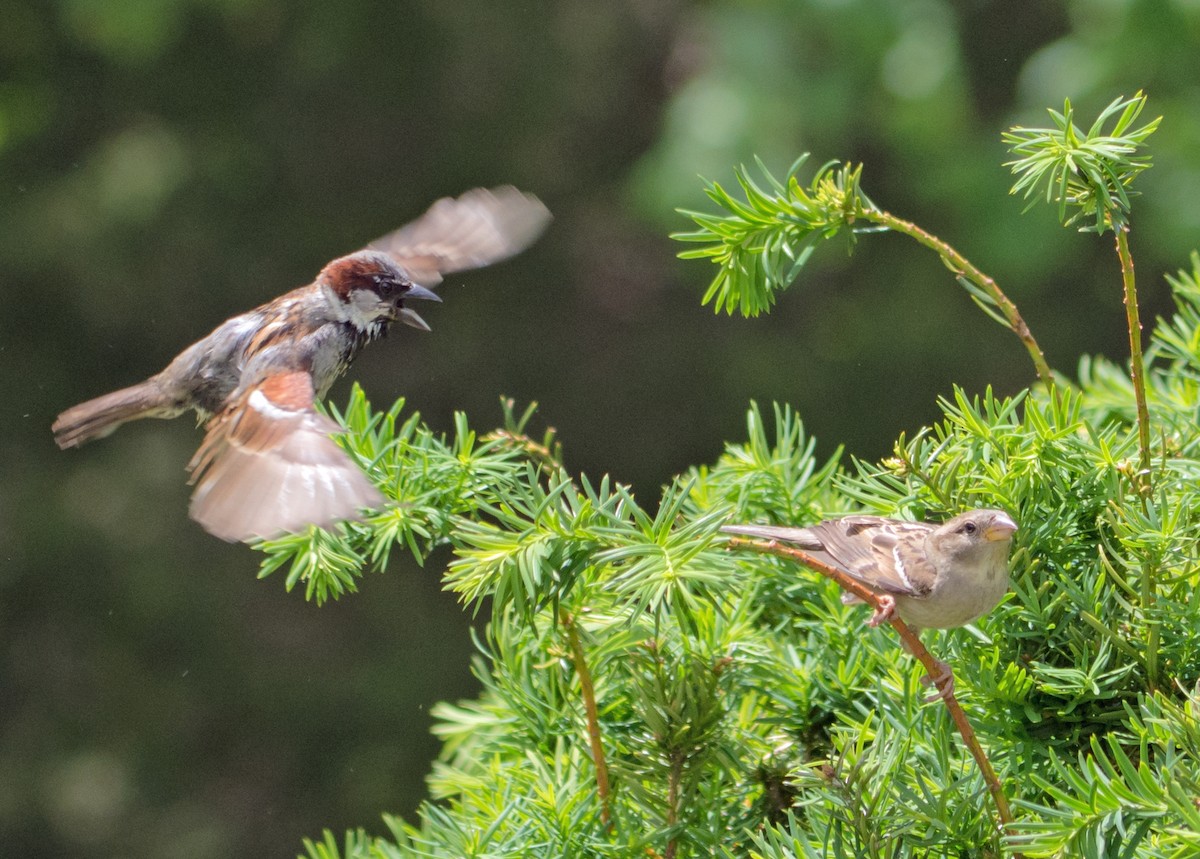 Moineau domestique - ML618302235