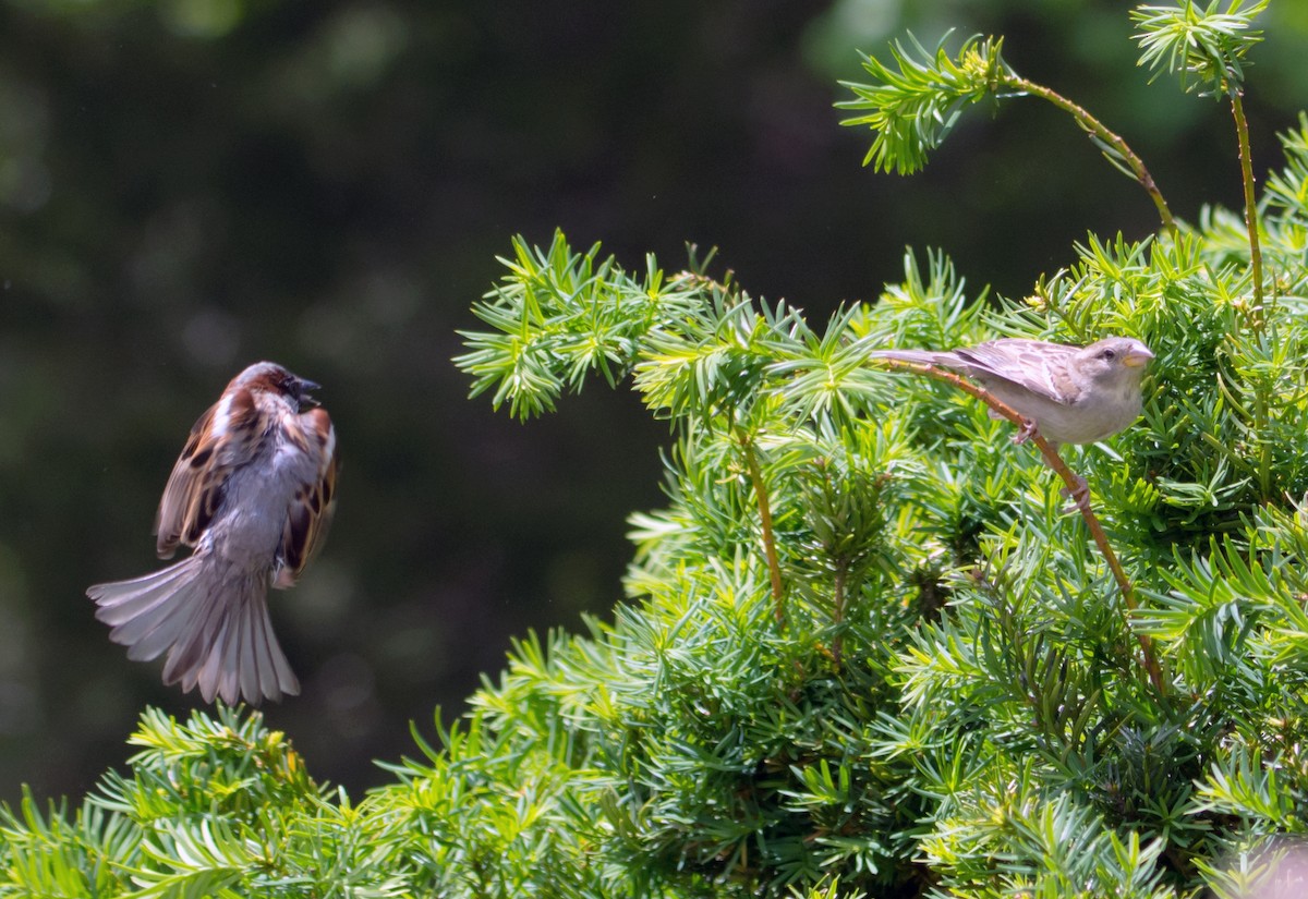 Moineau domestique - ML618302236