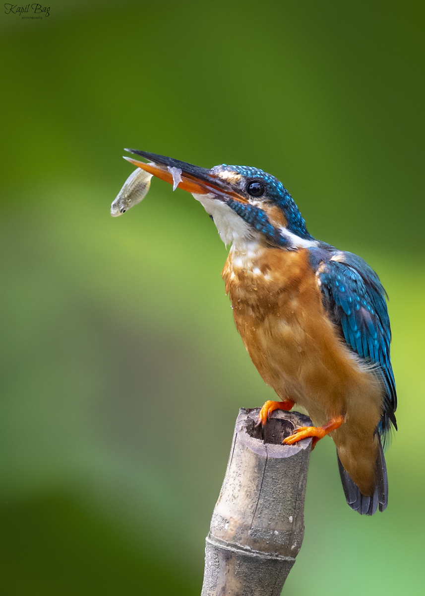 Common Kingfisher (Common) - ML618302242