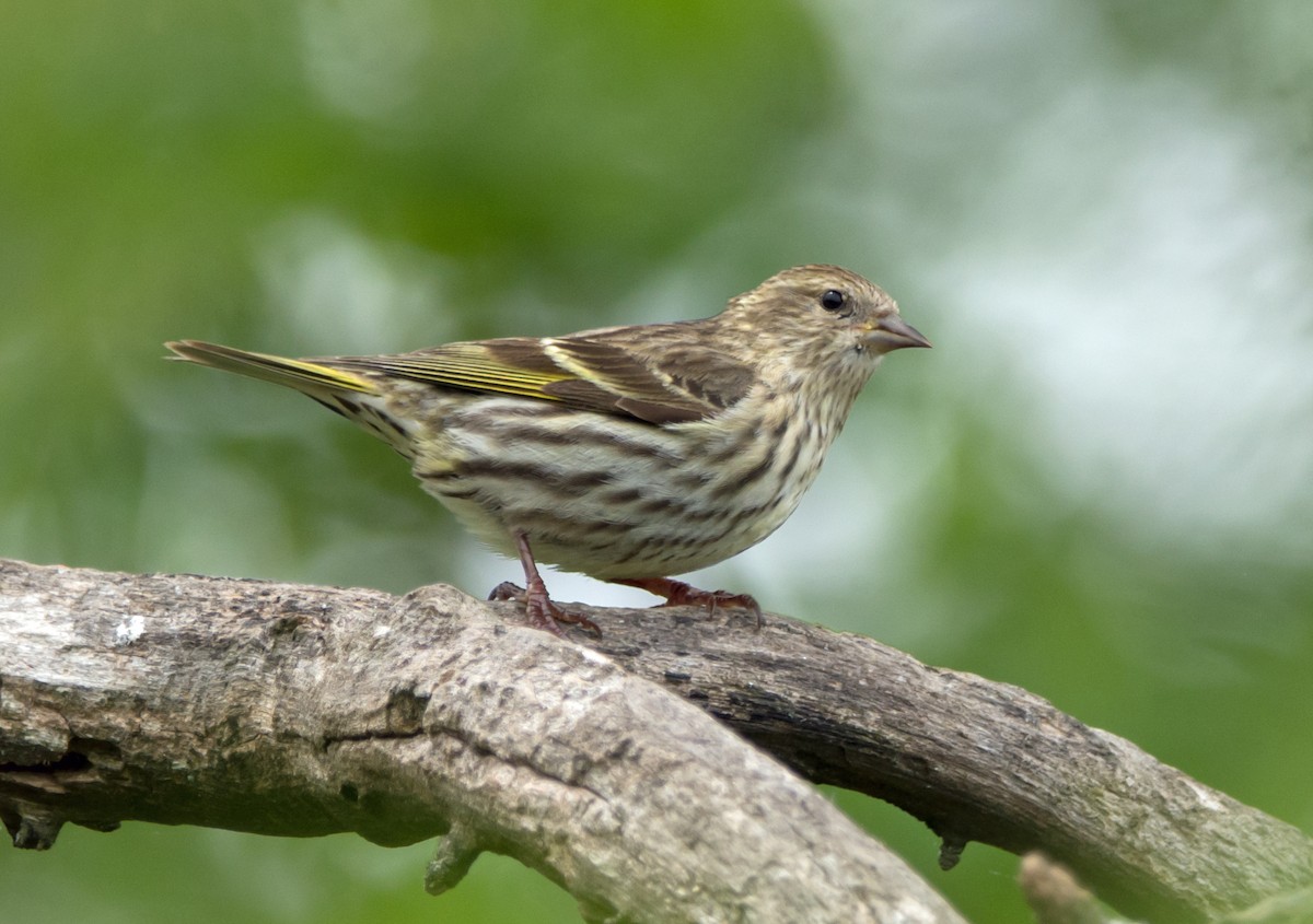 Pine Siskin - ML618302263