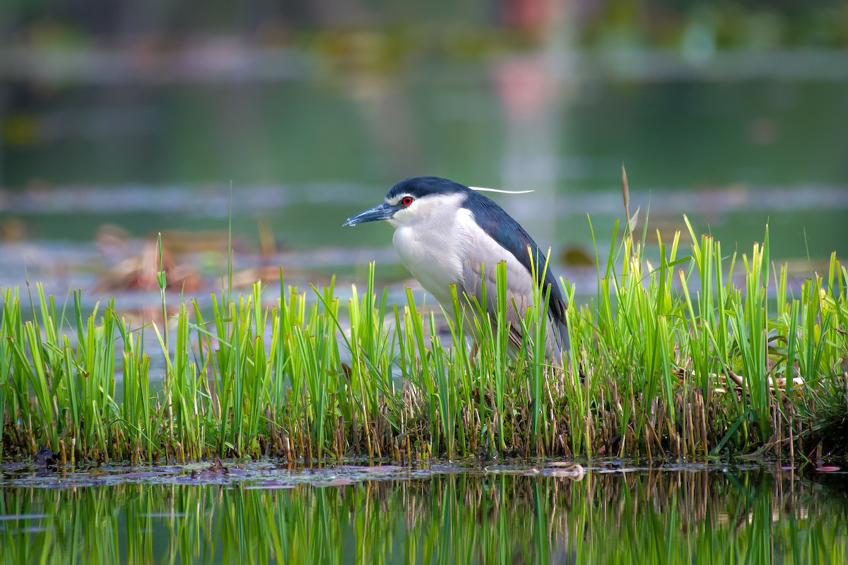 Black-crowned Night Heron - ML618302268