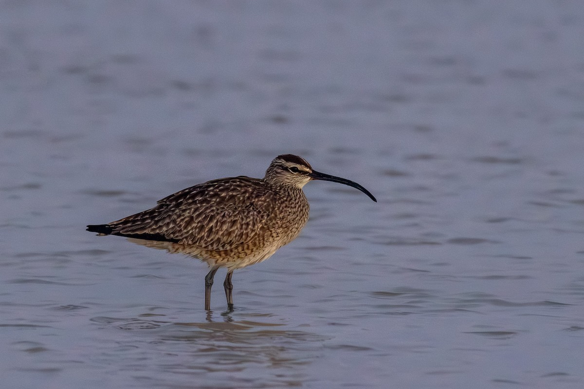 Whimbrel - Sean Fahey