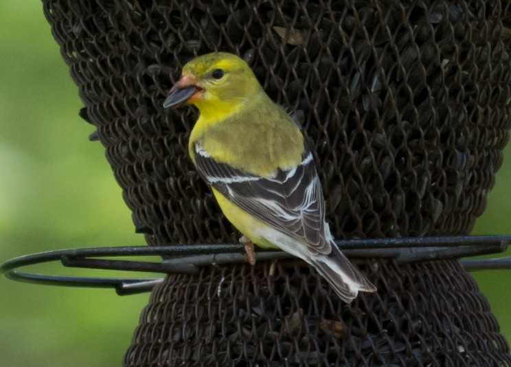 Chardonneret jaune - ML618302272