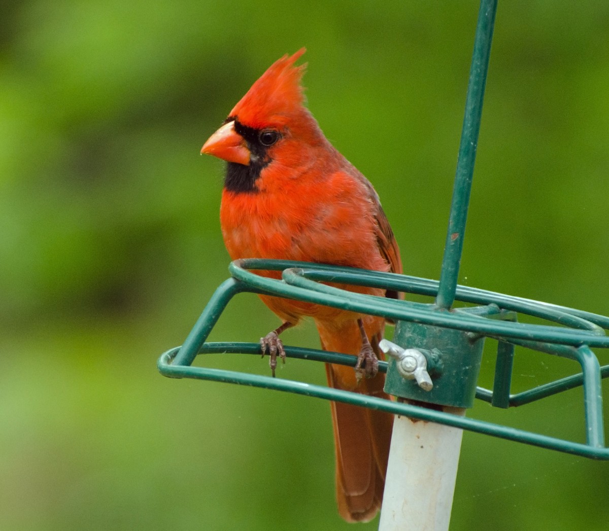 Northern Cardinal - ML618302287