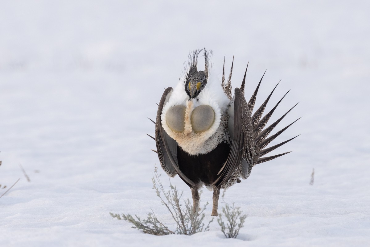 Greater Sage-Grouse - Evan Buck