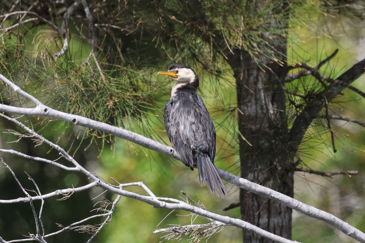 Little Pied Cormorant - Dennis Devers