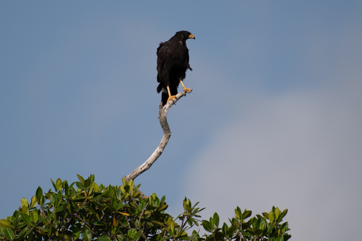 Krabbenbussard (anthracinus/utilensis) - ML618302312