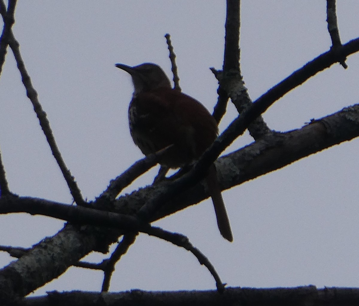 Brown Thrasher - ML618302320