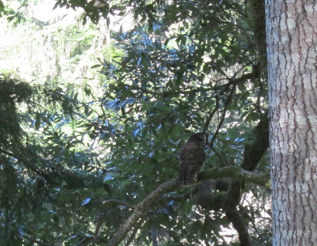 Spotted Owl - Eric Sandberg