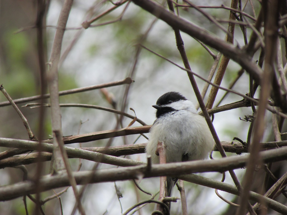 Mésange à tête noire - ML618302384