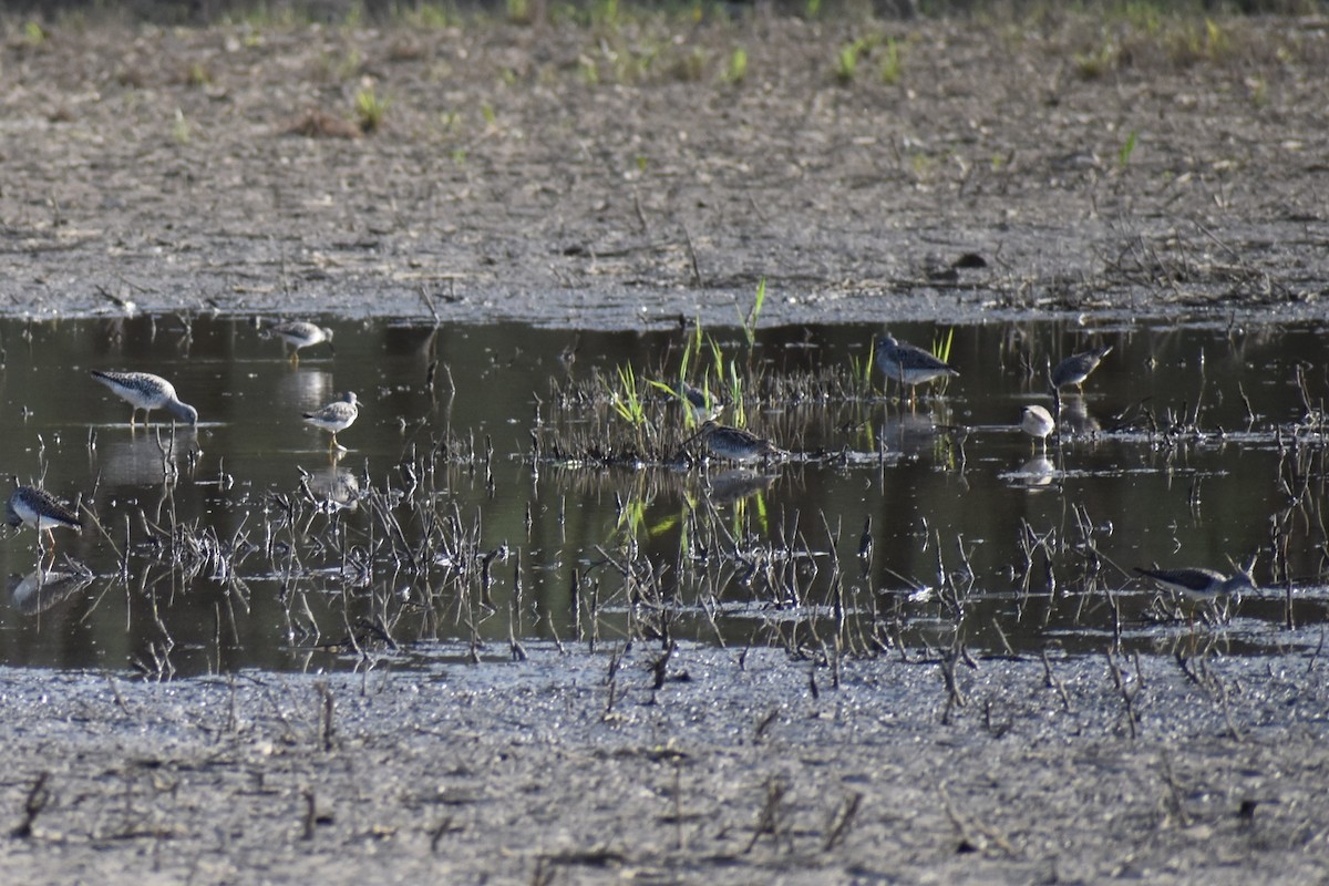 Wilson's Snipe - ML618302400