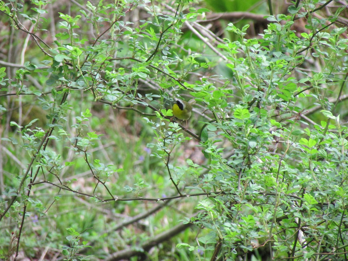 Common Yellowthroat - ML618302416