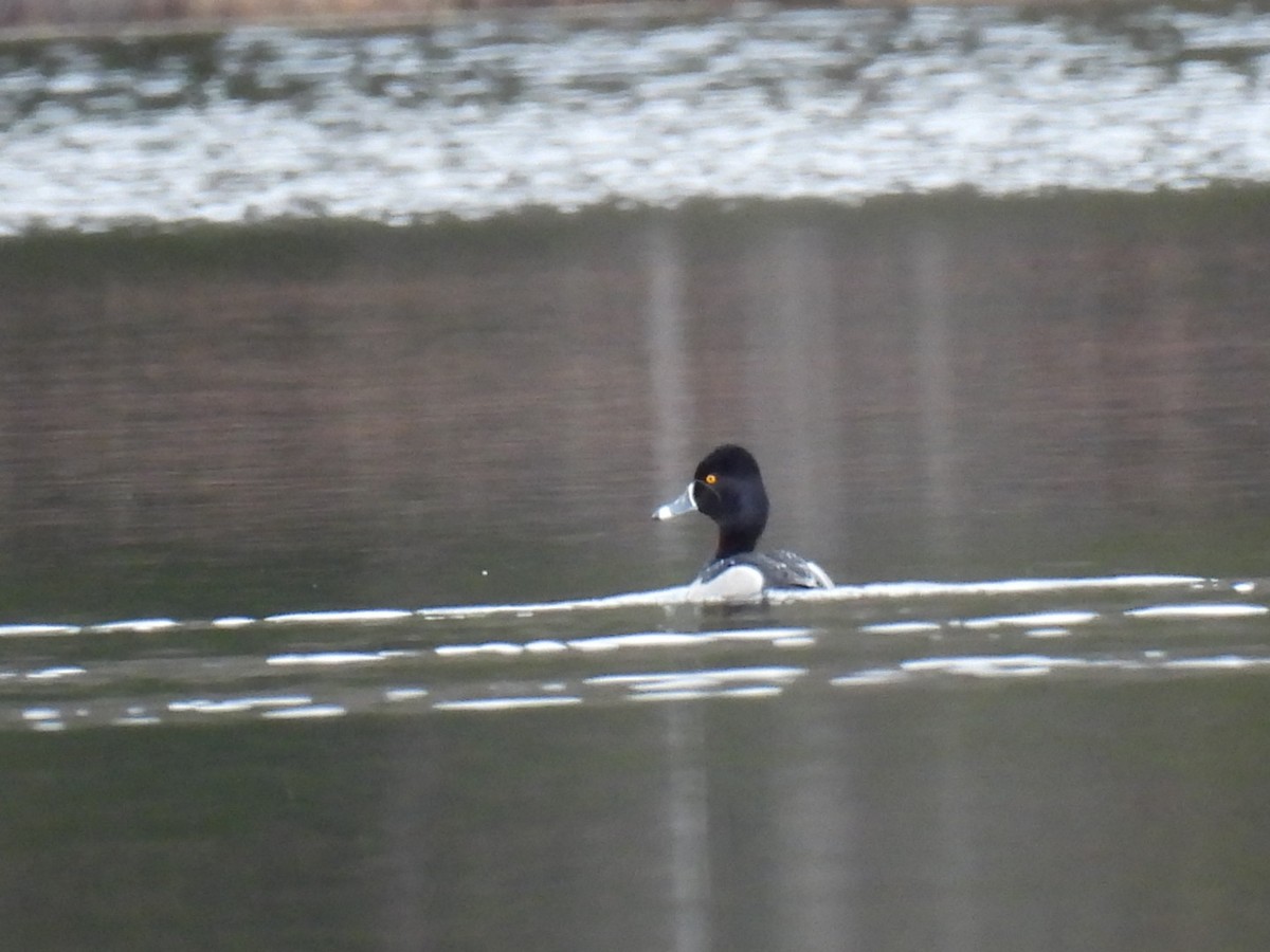 Ring-necked Duck - Joe McGill