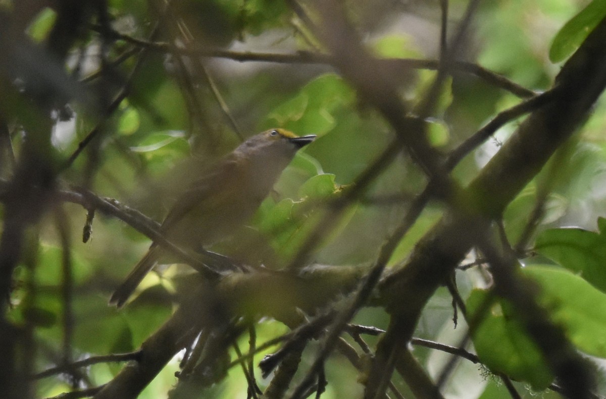 Viréo aux yeux blancs - ML618302450