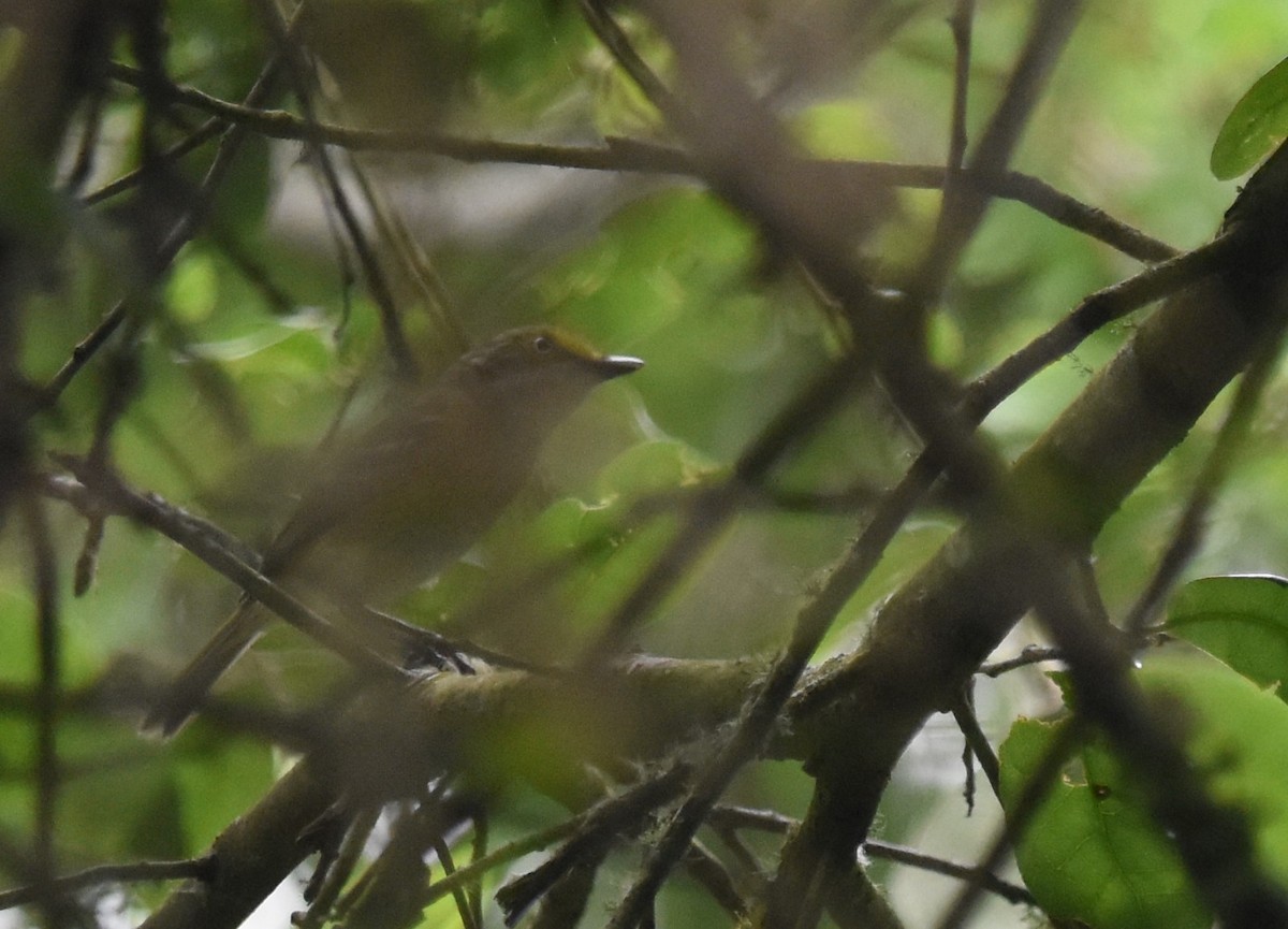 Viréo aux yeux blancs - ML618302458