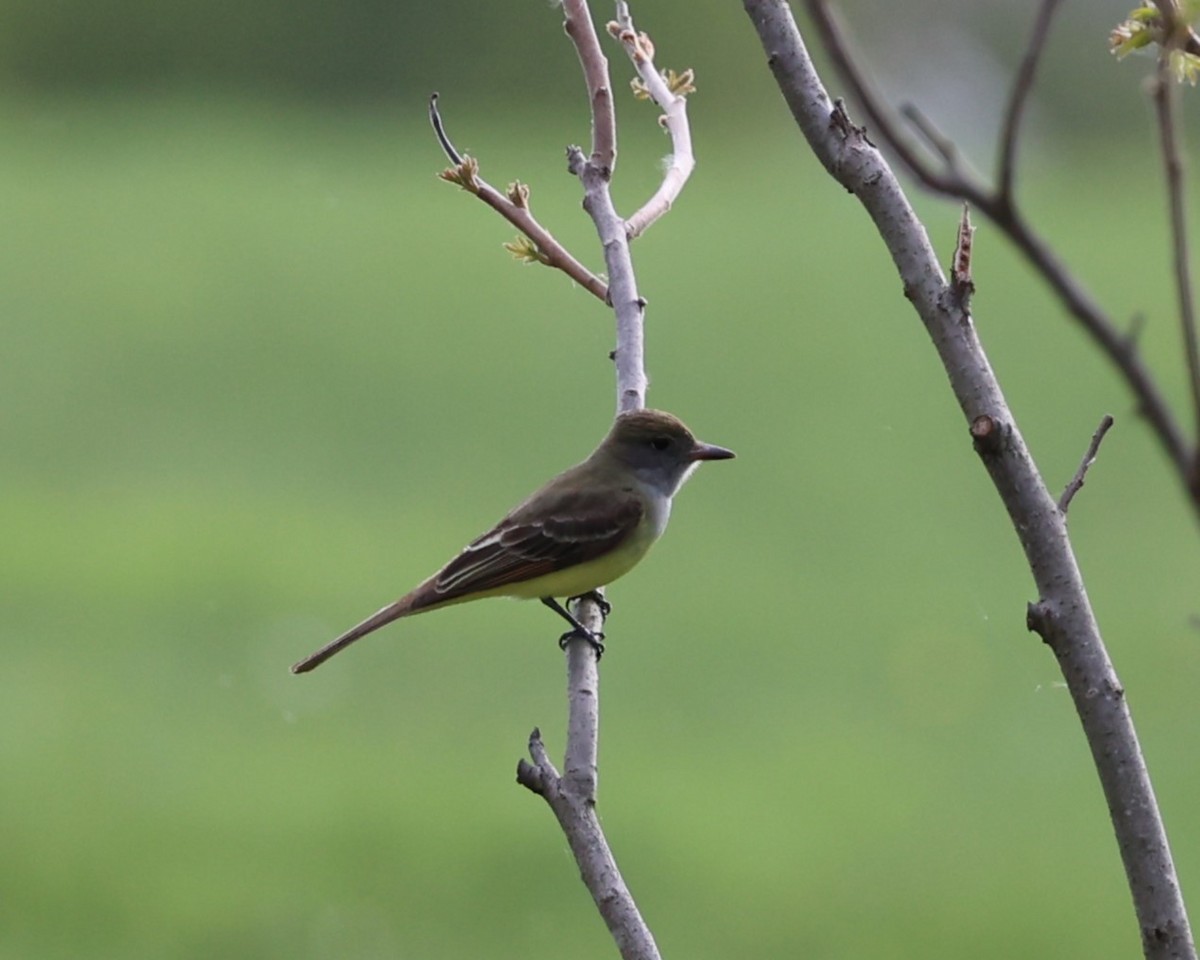 Great Crested Flycatcher - ML618302459