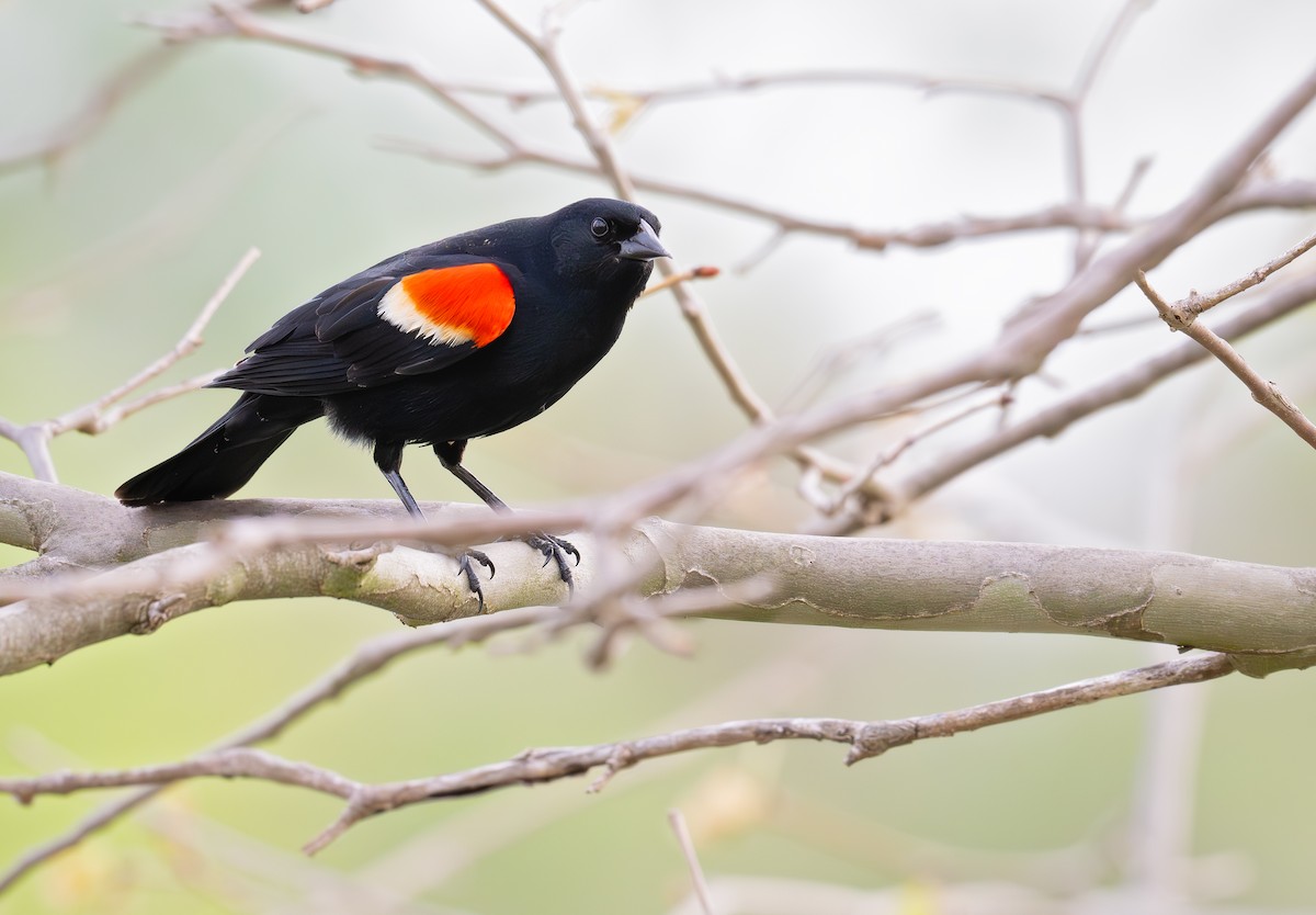 Red-winged Blackbird - ML618302499