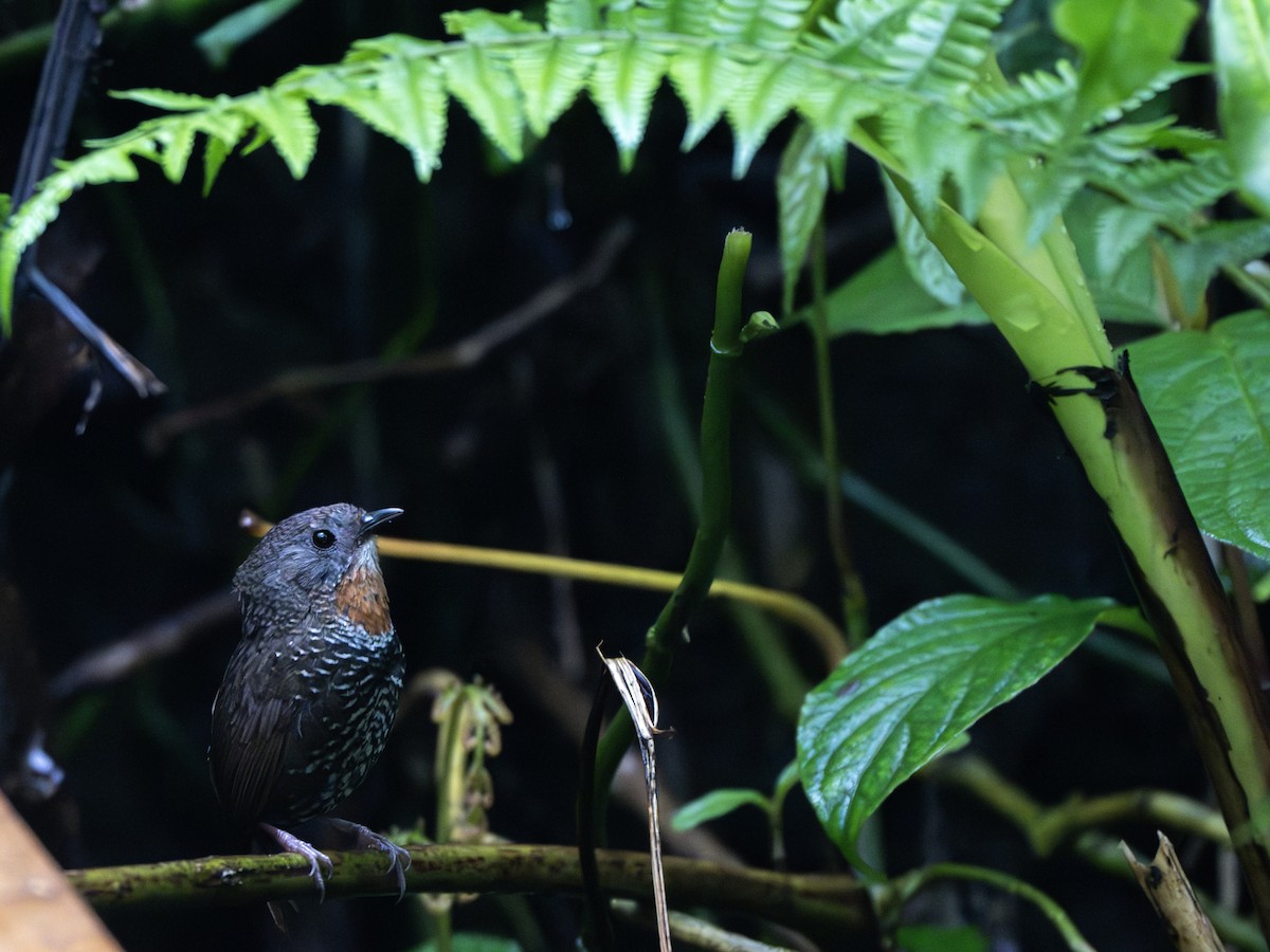 Mishmi Wren-Babbler - ML618302516