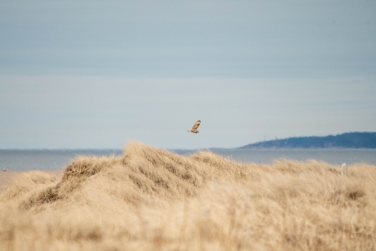 Short-eared Owl - ML618302540