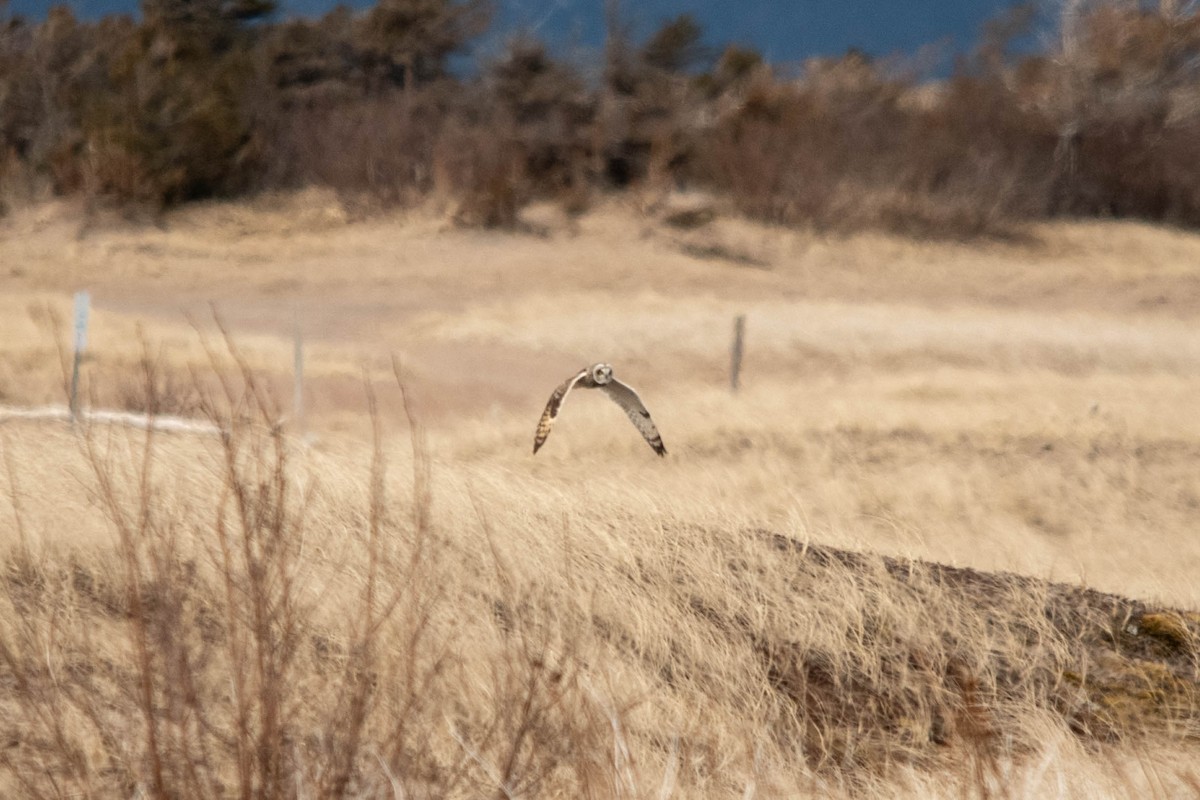 Short-eared Owl - Jean-Daniel Fiset