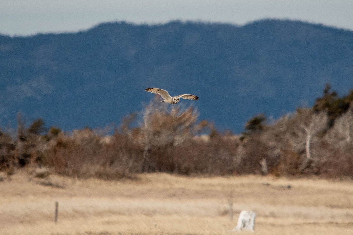 Short-eared Owl - Jean-Daniel Fiset