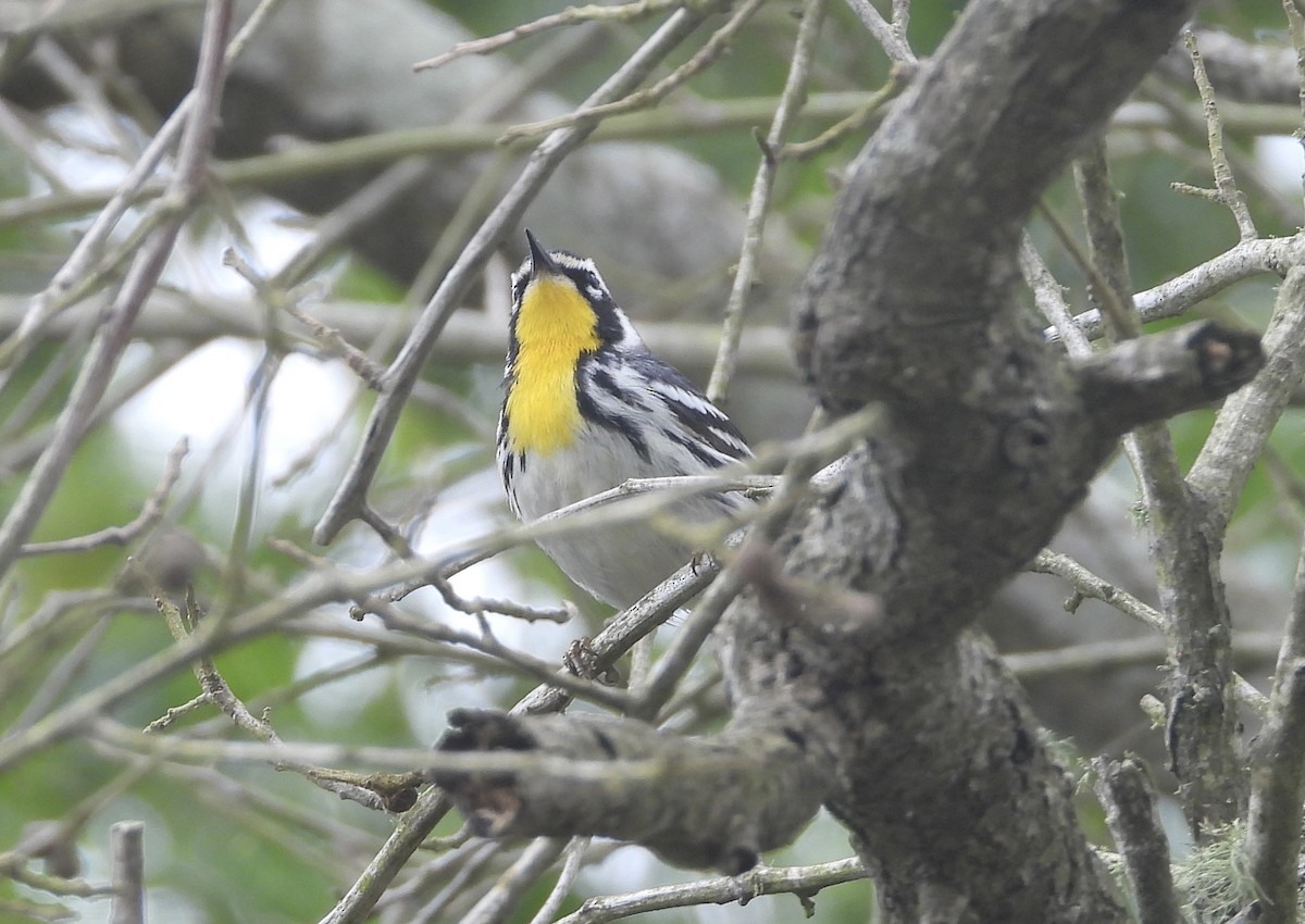 Paruline à gorge jaune (dominica/stoddardi) - ML618302592