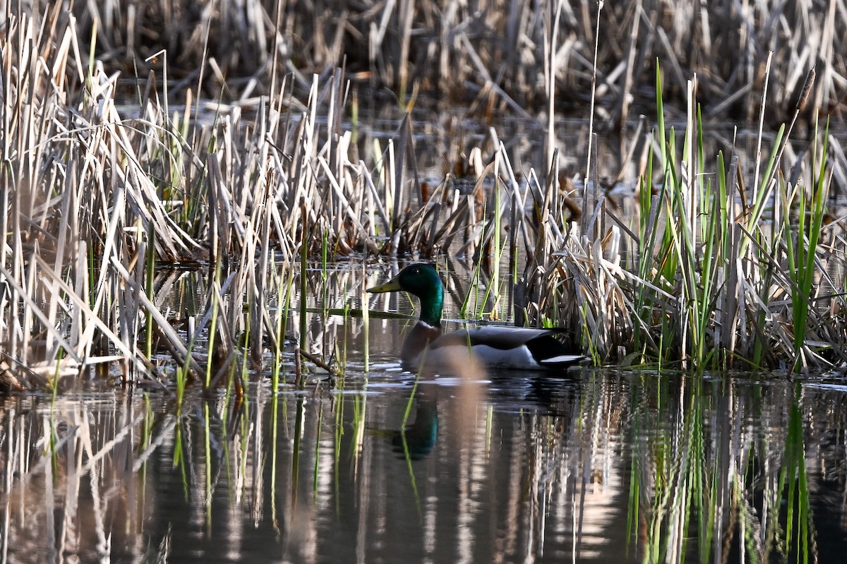 Mallard - ML618302663