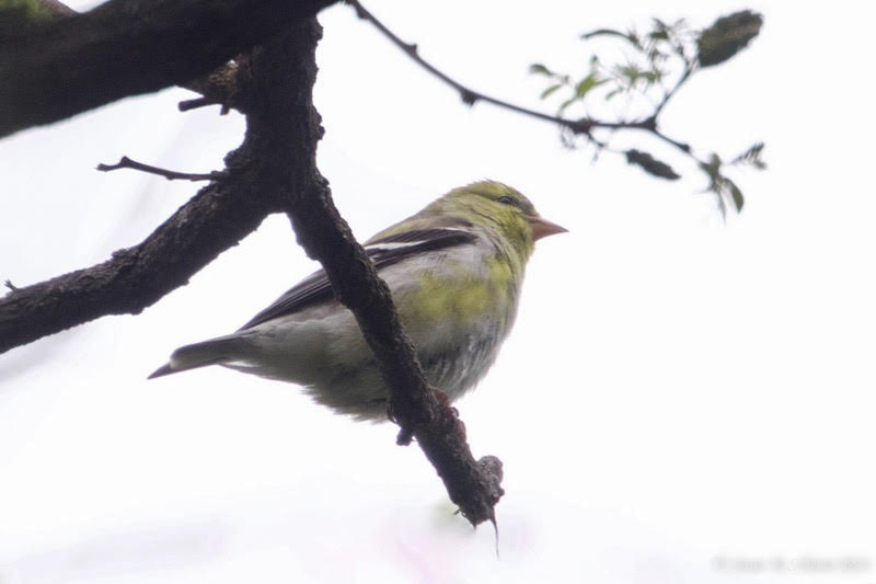 American Goldfinch - ML618302730