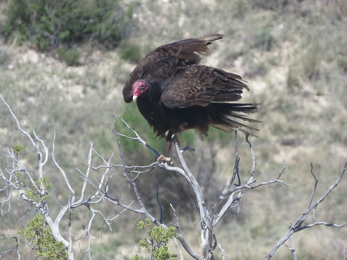 Turkey Vulture - Michael Britten