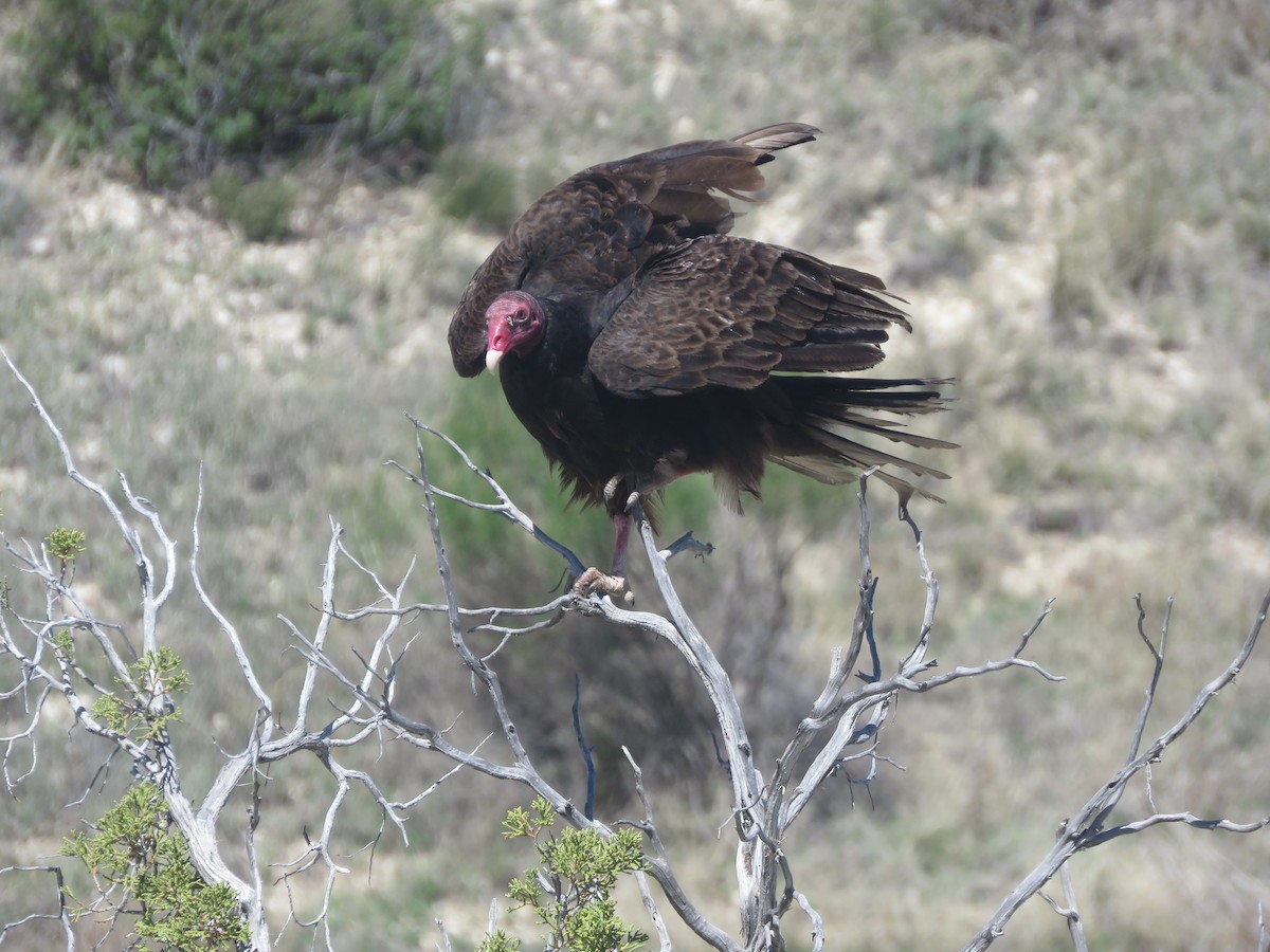Turkey Vulture - ML618302739