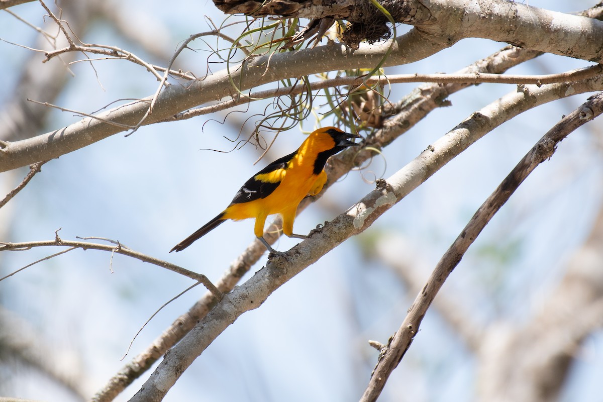 Altamira Oriole - ML618302753