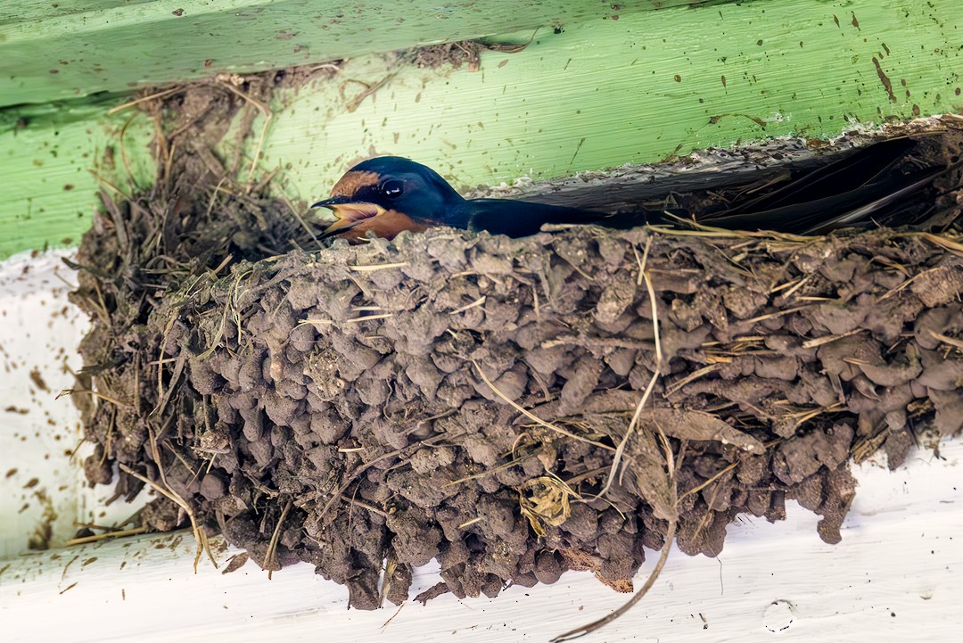 Barn Swallow - Eric Dyck